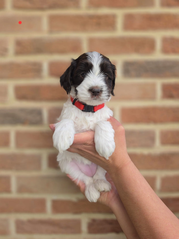 Beschikbare Australian Labradoodle pup
