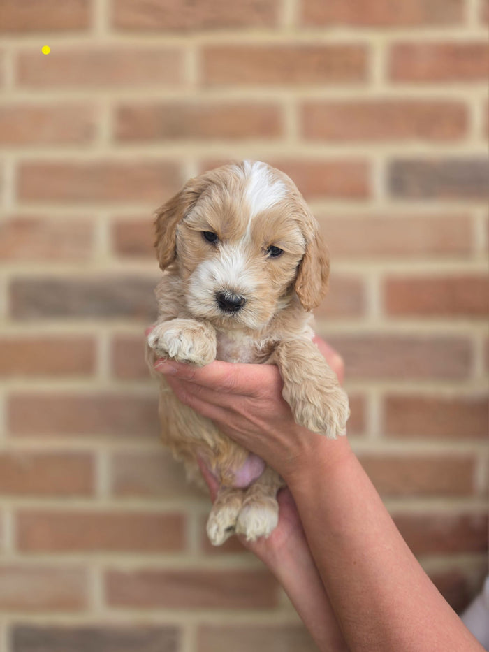Beschikbare Australian Labradoodle pup