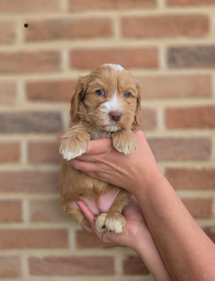Beschikbare Australian Labradoodle pup