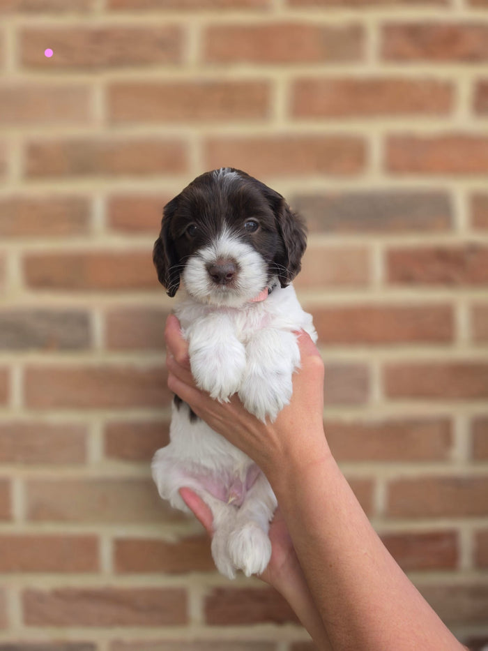 Beschikbare Australian Labradoodle pup