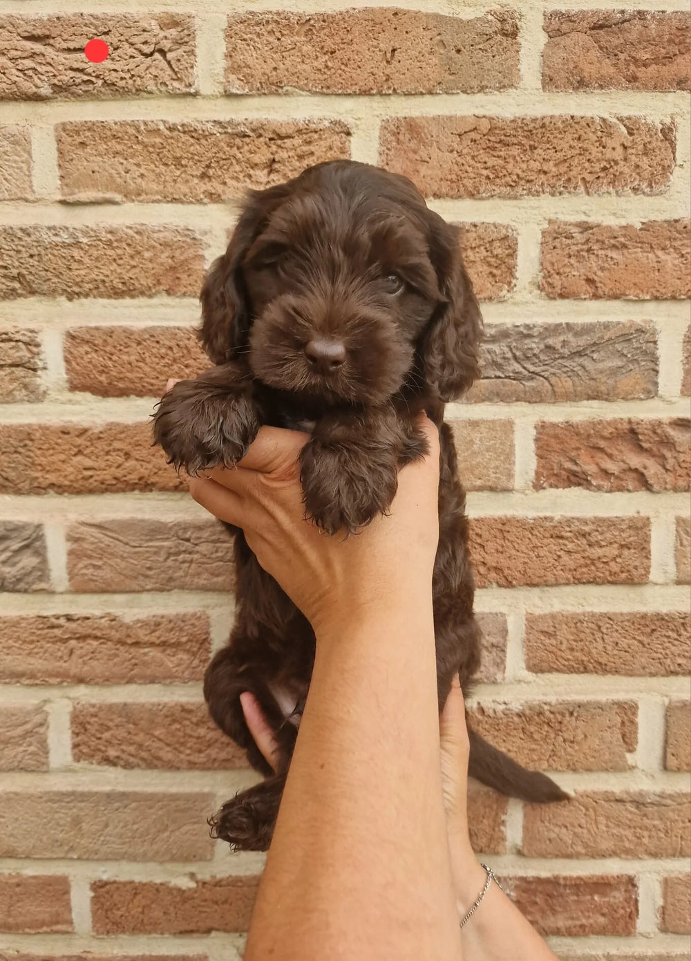 ONZE PUPS