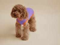 THE GLOW JUMPER 2.0 – Poppy Lavender