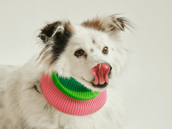 THE GLOW LOOP 2.0 – Watermelon Crush